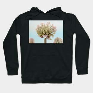 Allium karataviense   AGM  Kara Tau garlic Hoodie